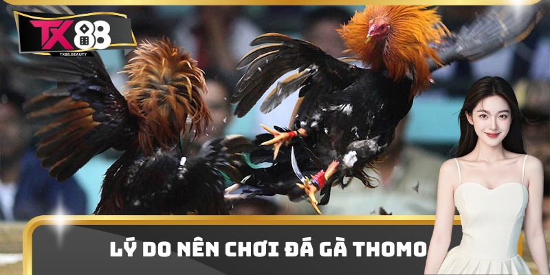 Đá Gà Thomo - Đấu Trường Chọi Gà Hot Nhất Thị Trường 2025 1 Lý do nên chơi đá gà thomo
