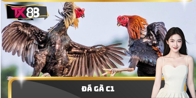 Đá Gà C1 - Điểm Chơi Giải Trí Trực Tuyến Top Đầu Thị Trường 3 Đá Gà C1 - Điểm Chơi Giải Trí Trực Tuyến Top Đầu Thị Trường
