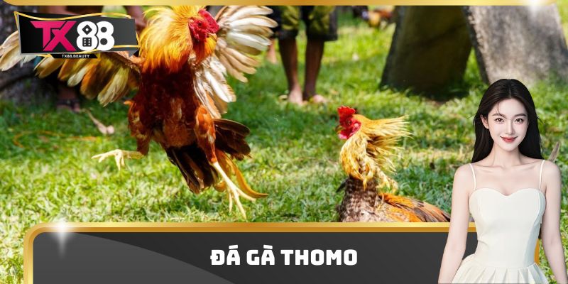 Đá Gà Thomo - Đấu Trường Chọi Gà Hot Nhất Thị Trường 2025 2 Đá Gà Thomo - Đấu Trường Chọi Gà Hot Nhất Thị Trường 2025