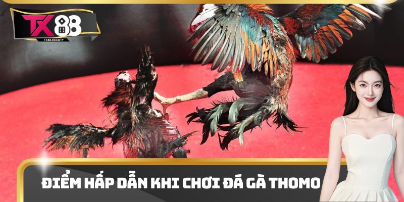 Đá Gà Thomo - Đấu Trường Chọi Gà Hot Nhất Thị Trường 2025 3 Điểm hấp dẫn khi chơi đá gà thomo