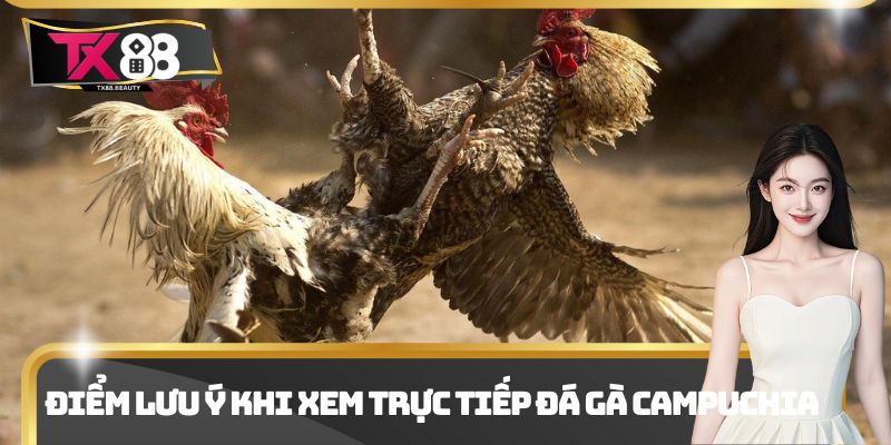 Trực Tiếp Đá Gà Campuchia - Điểm Xem Kịch Tính Và Thu Hút 3 Điểm lưu ý khi xem trực tiếp đá gà Campuchia