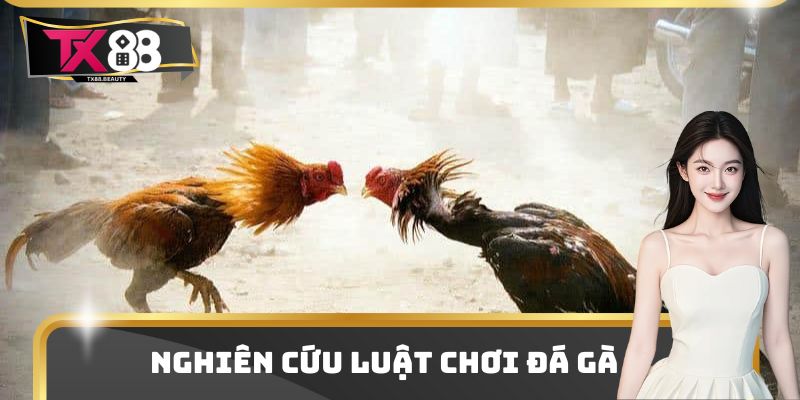 Đá Gà Thomo - Đấu Trường Chọi Gà Hot Nhất Thị Trường 2025 2 Nghiên cứu luật chơi đá gà