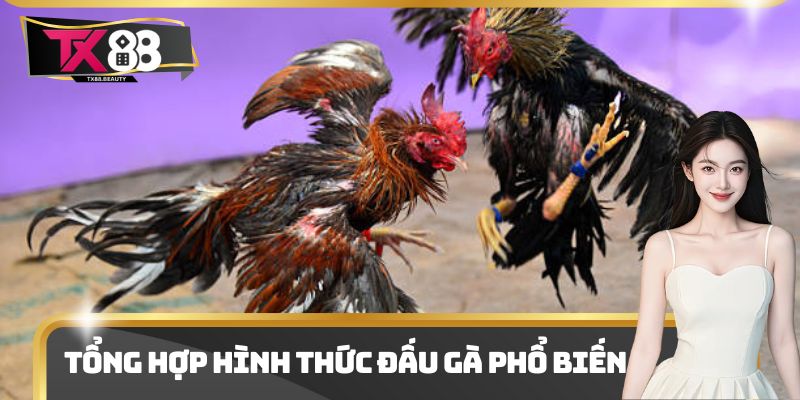 Trực Tiếp Đá Gà Campuchia - Điểm Xem Kịch Tính Và Thu Hút 2 Tổng hợp hình thức đấu gà phổ biến