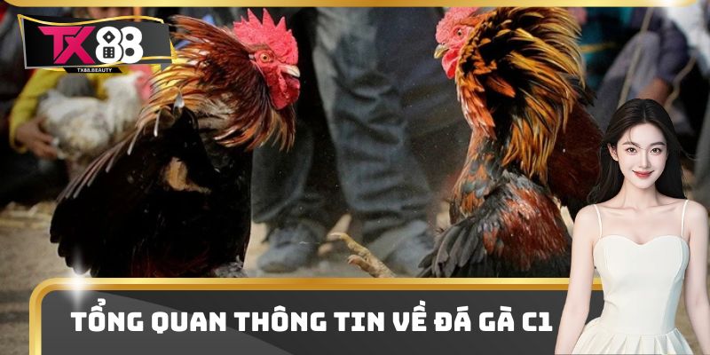 Đá Gà C1 - Điểm Chơi Giải Trí Trực Tuyến Top Đầu Thị Trường 1 Tổng quan thông tin về đá gà C1