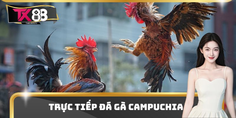 Trực Tiếp Đá Gà Campuchia - Điểm Xem Kịch Tính Và Thu Hút 1 Trực Tiếp Đá Gà Campuchia - Điểm Xem Kịch Tính Và Thu Hút